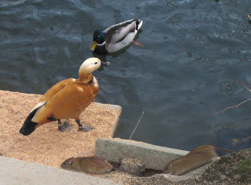Foto: Kačky a potkani v ZOO-společná koupel