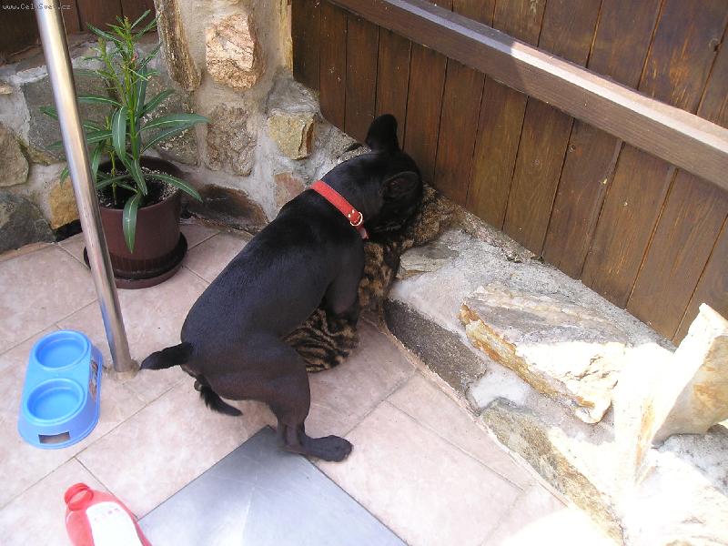 Foto: pejsko-ko�kov�n�