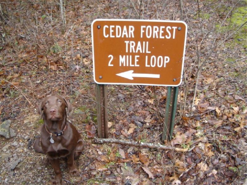 Foto: "READY" for walk-pred prochazkou v lesoparku