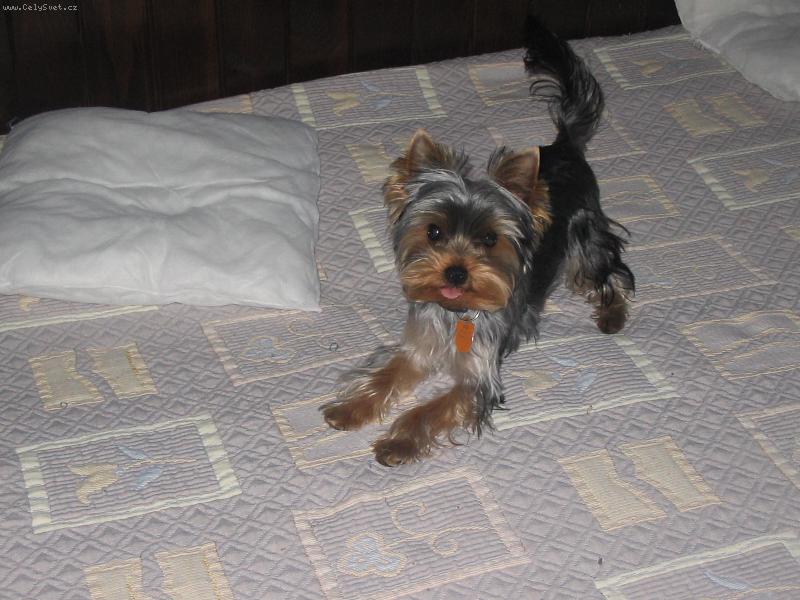 Foto: Rokýsek-A stejně mě nechytí