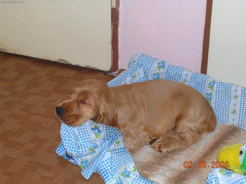 Foto: Tadeas Marcato Line-První den u nového páníčka mě pořádně zmohl