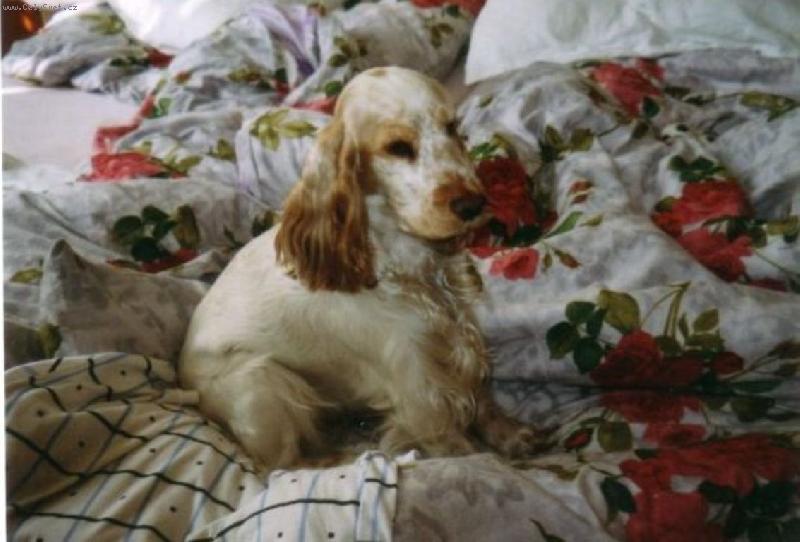 Foto: To jsem já v peřinách....