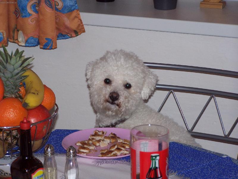 Foto: Mazlíček-Bišonek Kenny