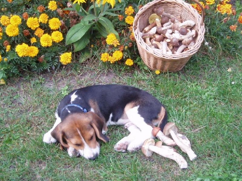 Foto: Badík na chatě