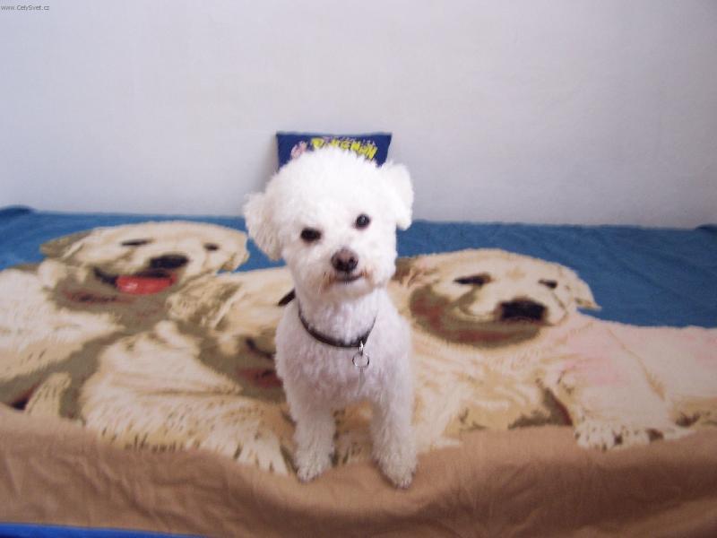 Foto: Mazlíček-Bišonek Kenny