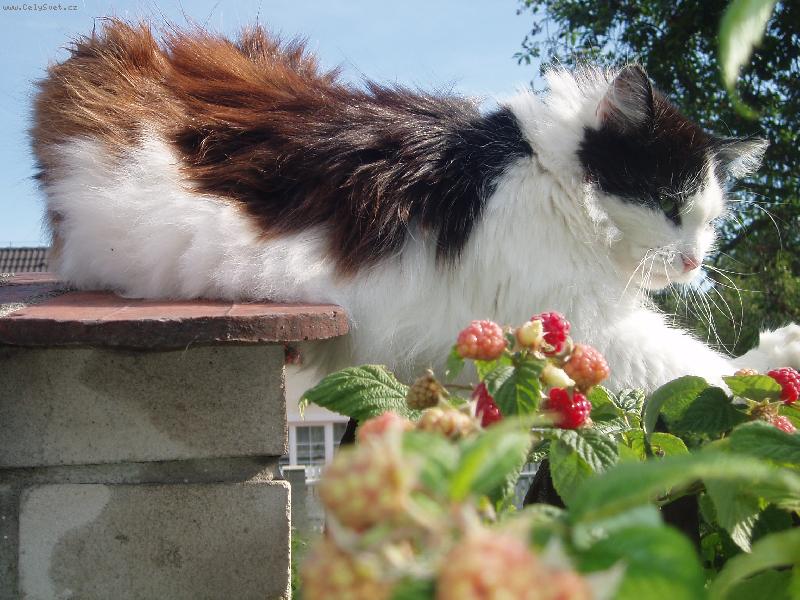 Foto: Fous-Opatrně, jsou tu maliny..