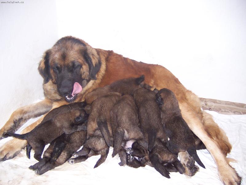 Foto: �punti d�vaj� mamin� zabrat