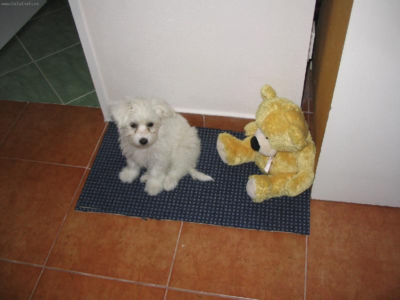 Foto: čačinka:)-jeden roztomilejší než ten druhý:D