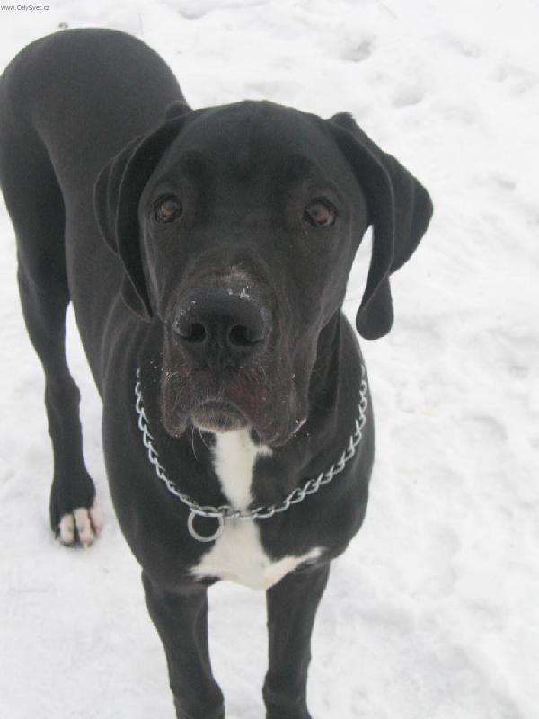 Foto: V ZIMĚ-PANEČKU POJĎ UŽ DOMŮ,PROSÍM.