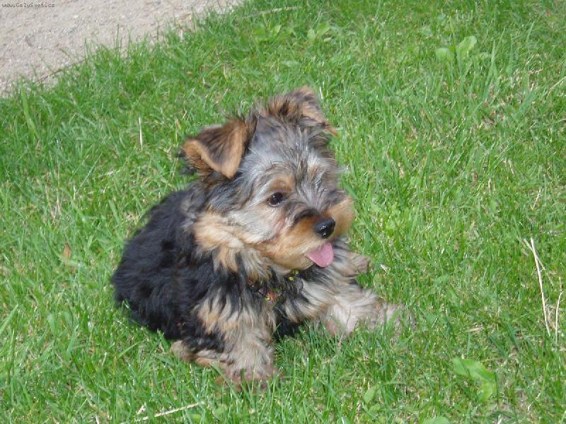 Foto: Tilly v trávě