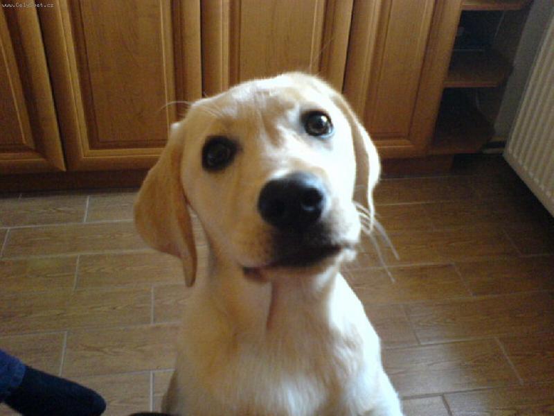 Foto: NECH�PU ! ! !-co Lara nepochopila :o)