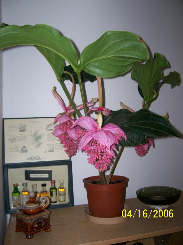 Foto: Tupoušek z dálky