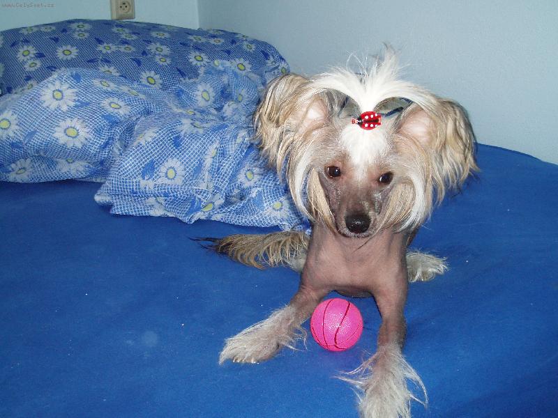 Foto: Pane, pojďte si hrát