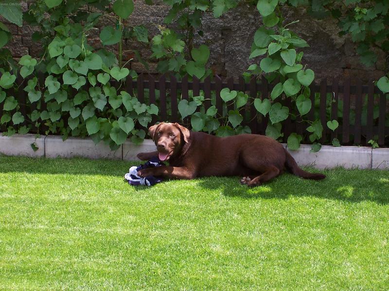 Foto: Dar a pánečkovy šortky