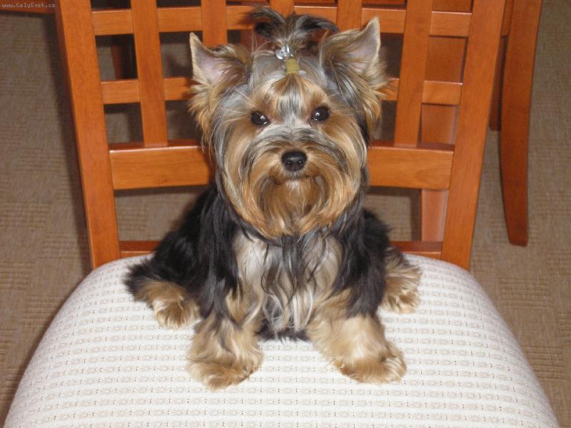 Foto: už konečně sedím u stolu-póza yorka na židli