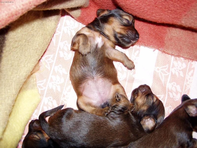 Foto: Spinkám:-)-Štěňátka naší jezevčice Nelly