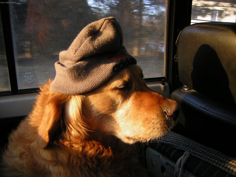 Foto: Nesnáším ranní šichty!