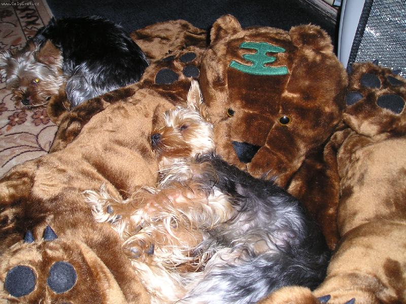 Foto: Náš hrabě-nerušit ,hajám