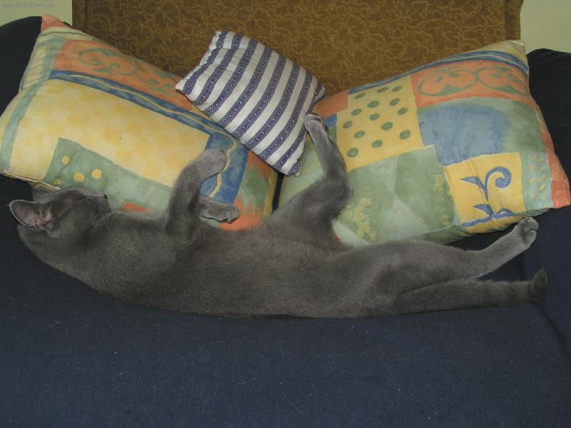 Foto: Jura-tohle je aktivní spánek