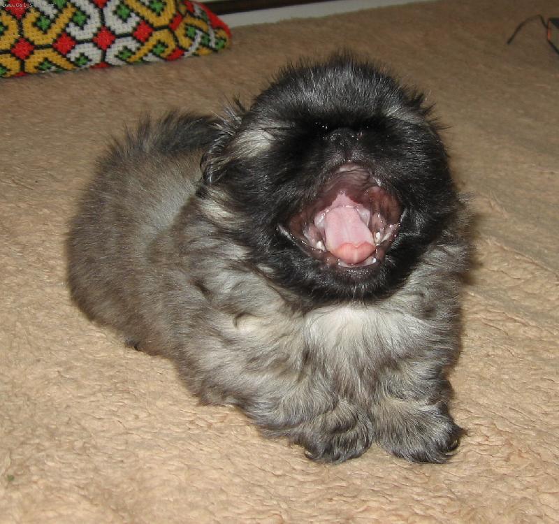 Foto: BRYAN - šest týdnů-nechte mě spááááát