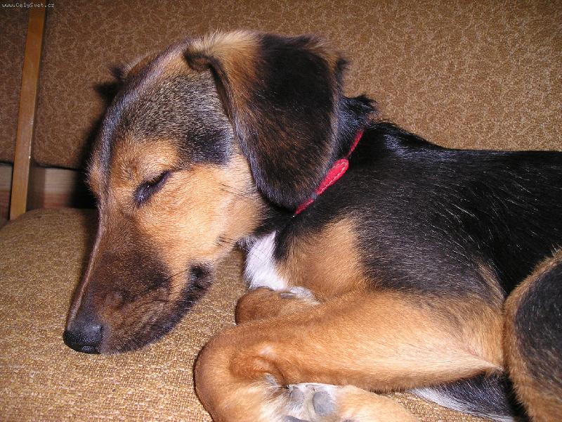 Foto: Bobinka po víkendovém řádění na chatě-Chce se mi spinkat