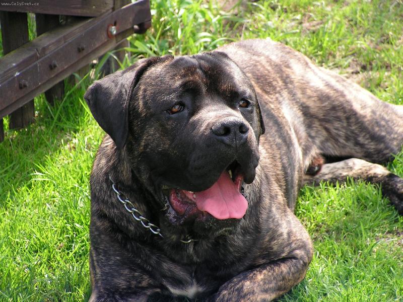 Foto: Geri Mao Dao-Geri v lete