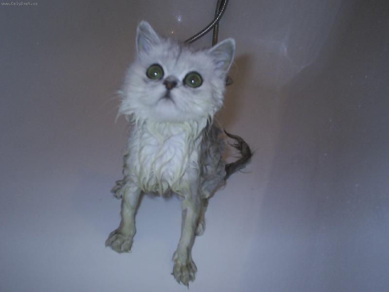 Foto: koupel-Zase mě koupou !!!!