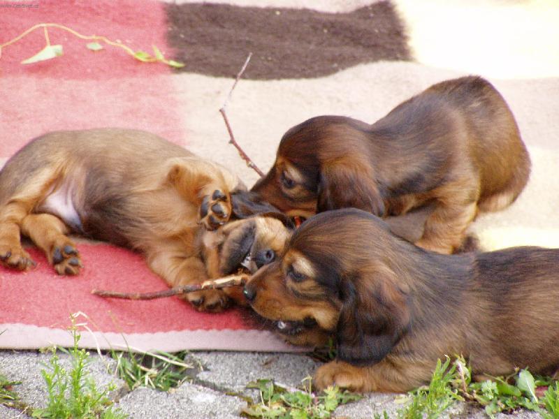 Foto: Ty klacíky rozkoušem:-)-Štěňátka naší Nelly