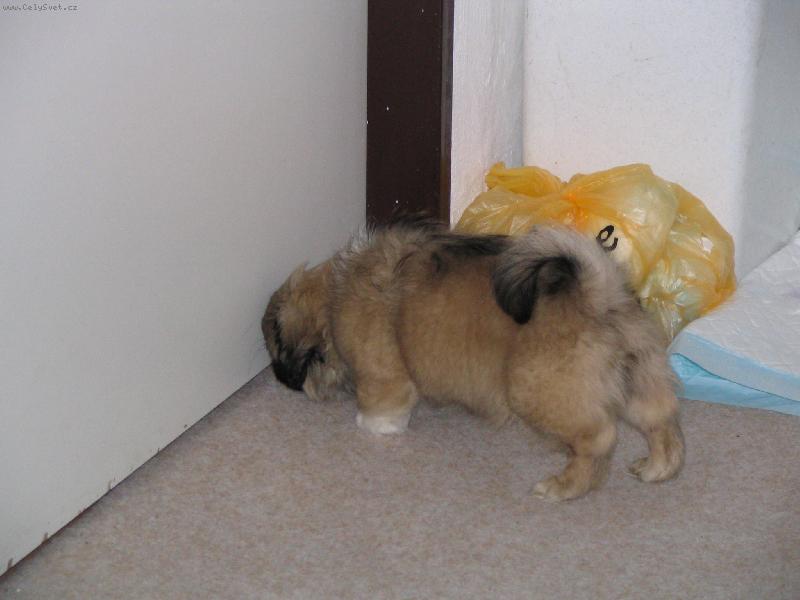 Foto: Zkoumání-Čichám , čichám  dobrotku