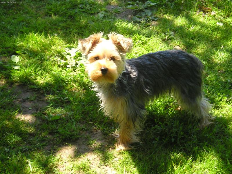 Foto: zlatičko-naš enny