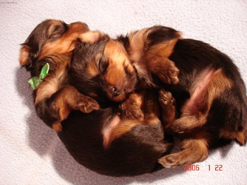 Foto: Vstávej, už ti kručí v břiše!