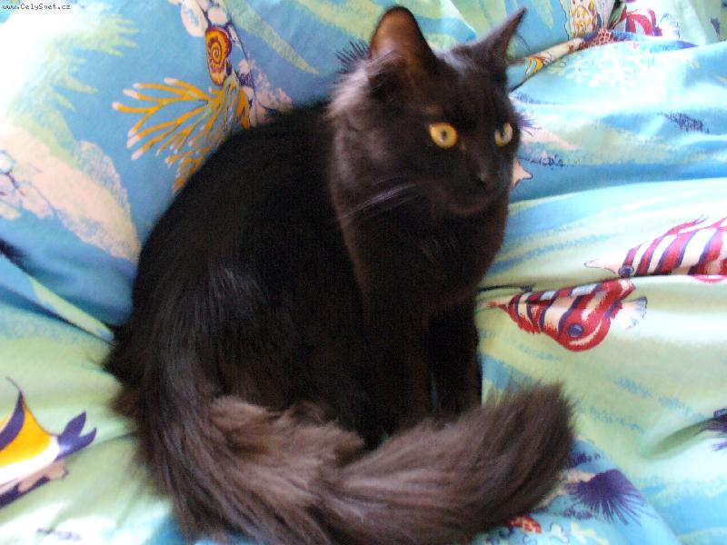 Foto: Mikeš-Teď tu spinkám já.