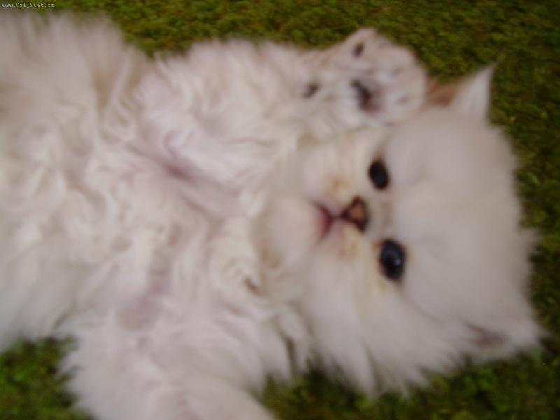 Foto: moulinka-vzdávám se