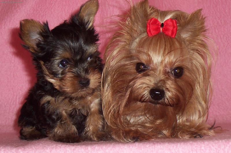 Foto: AkinaTrombik s potomkem-Až budu veliká , tak budu nesit taky takovou mašličku a jistě i hezčí !!!