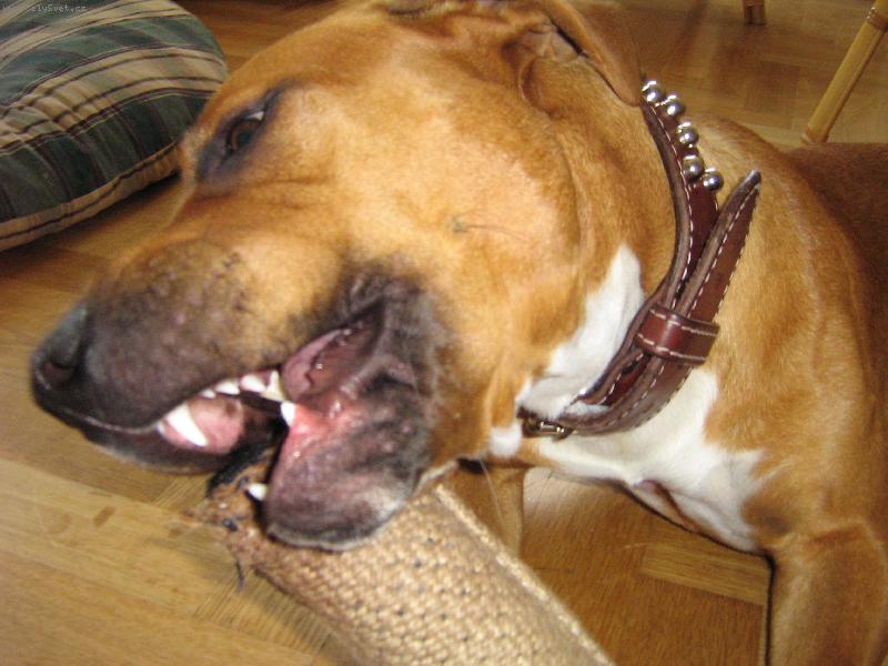 Foto: Takhle já si hraju-Náš pejsek Argo s oblíbeným peškem