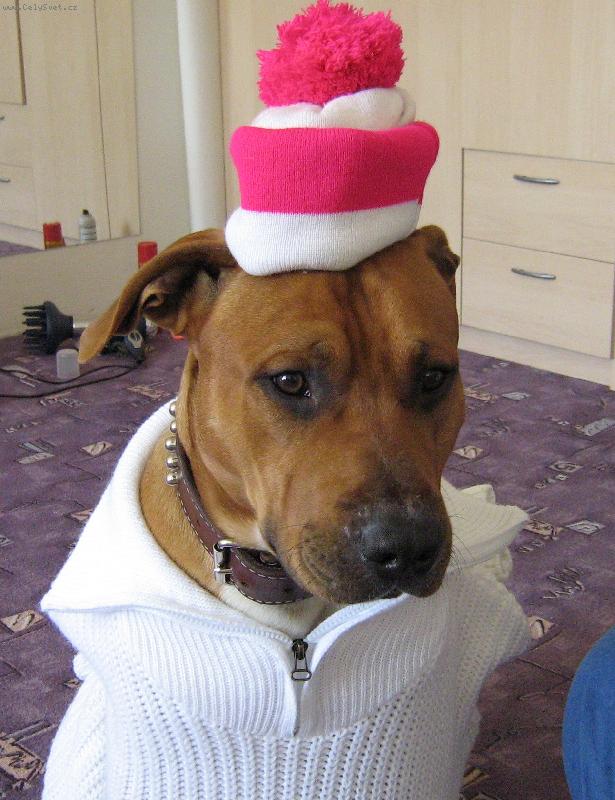 Foto: Vyrážíme na hory-Ani pejskovi nesmí být v zimě zima