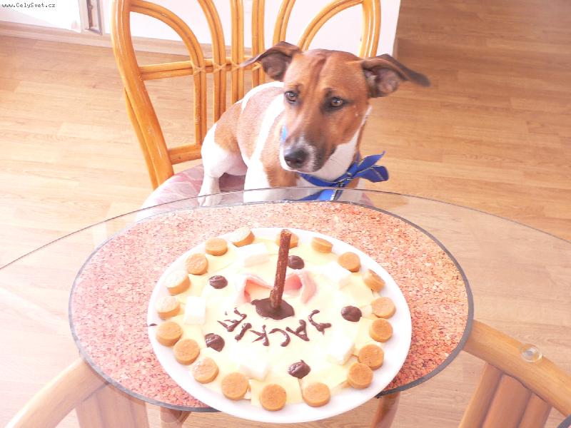 Foto: 1.narozeniny-tak takovej dortík dostala naše Jackie k prvním narozeninám a strašně ji chutnal :-)