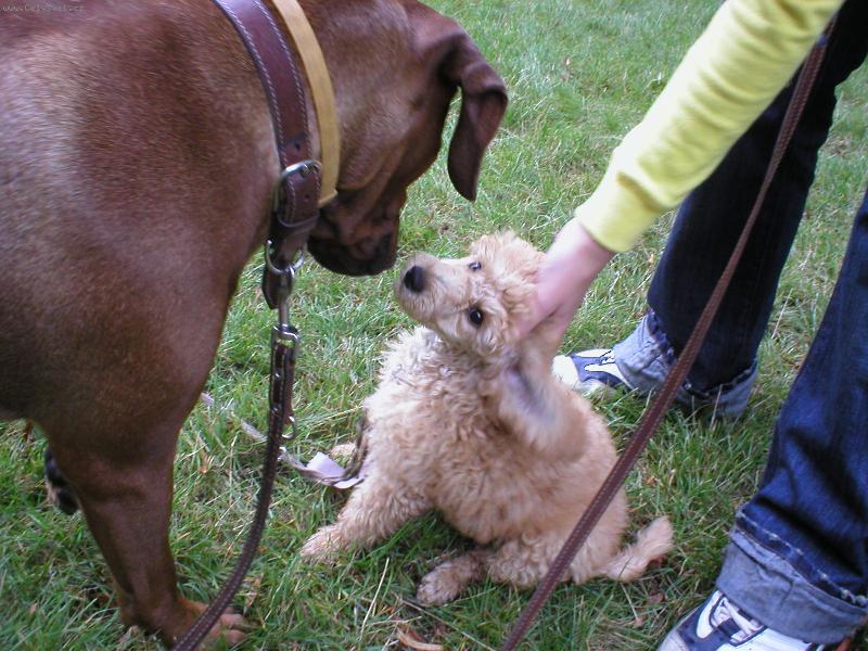 Foto: Eli a Ája-Počkej jenom mi spraví ucho a hned se na tebe vrhnu.