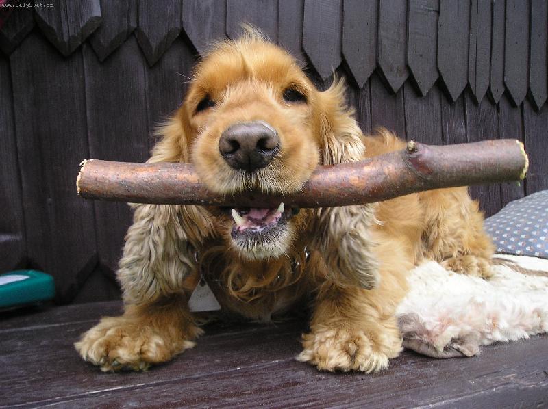 Foto: Tak tohle nepustím-Ronny