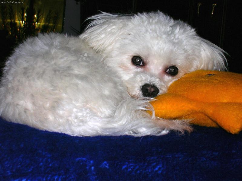 Foto: Líbím se Vám......?