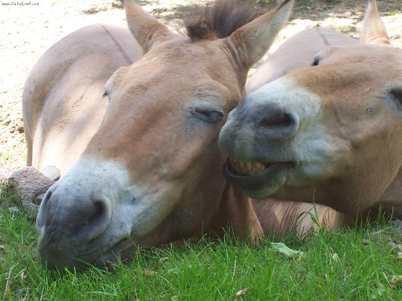 Foto: kompliment-sluší Ti to, zlato...