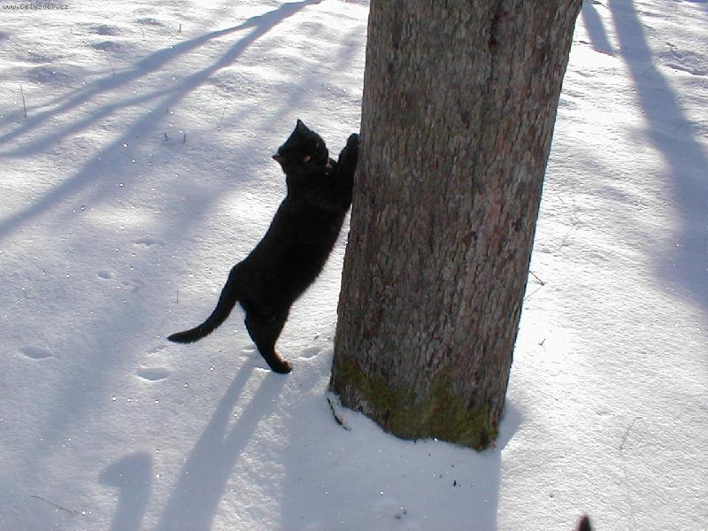 Foto: Matýsek-Černobílá podívaná ....