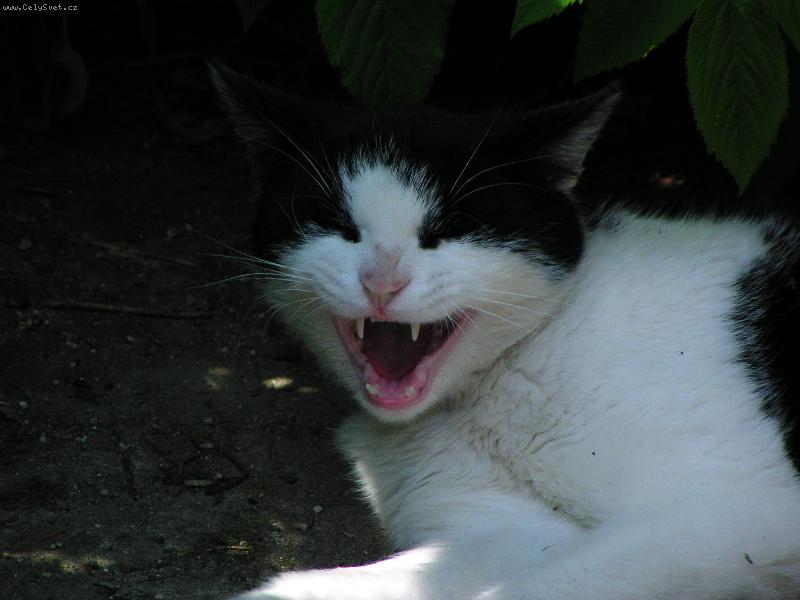 Foto: Černobílá Berunka-Dravá šelma na pohledání ...