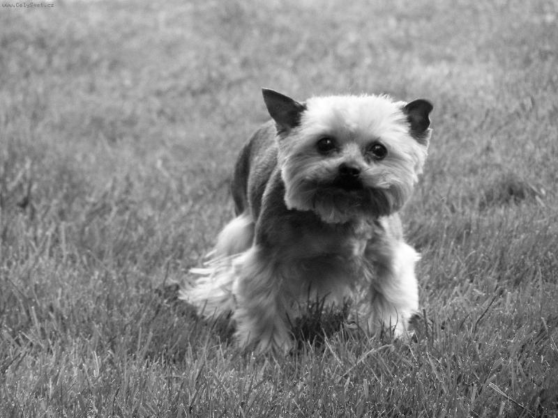 Foto: Já se bojím...