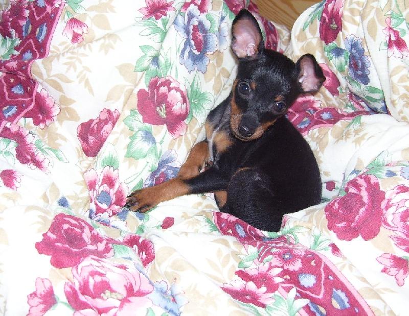 Foto: Šípková růženka-vegáč