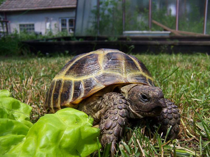 Foto: hni se a si mrtvej-želva čtyřprstá