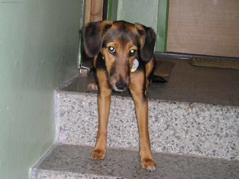 Foto: Bobinka - kříženec-Bobince se už chtělo ven...