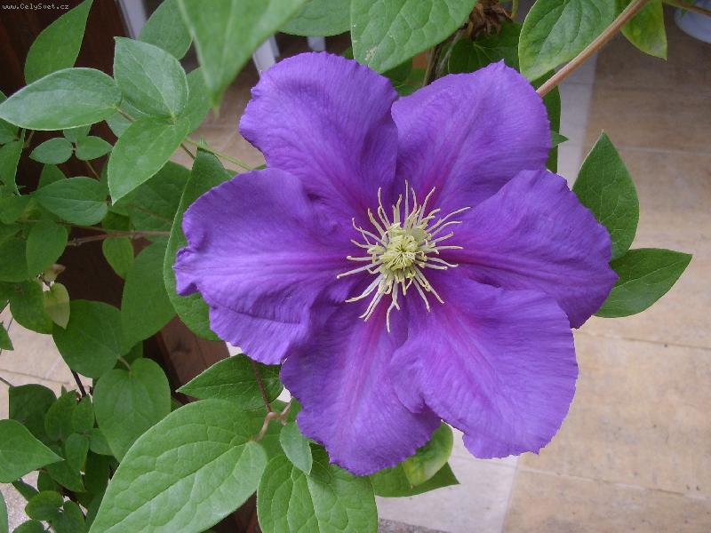Foto: clematis ??
