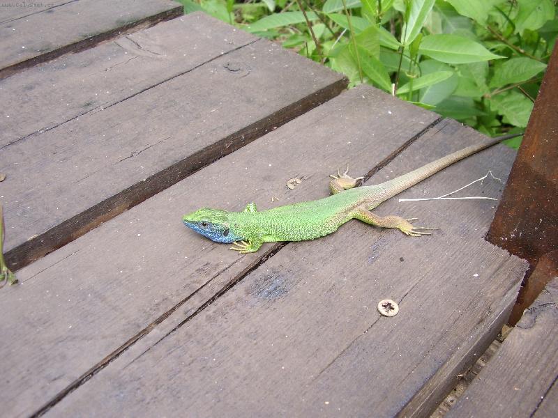 Foto: ještěrka