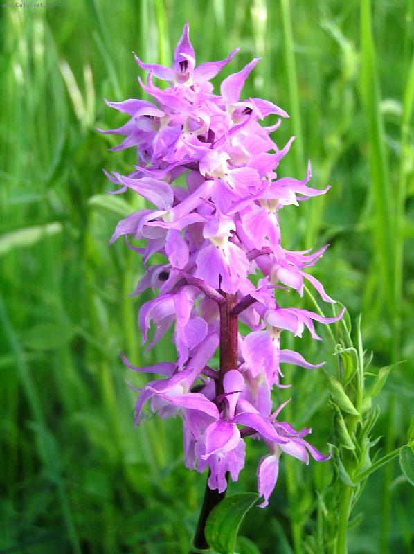 Foto: Vstavač mužský